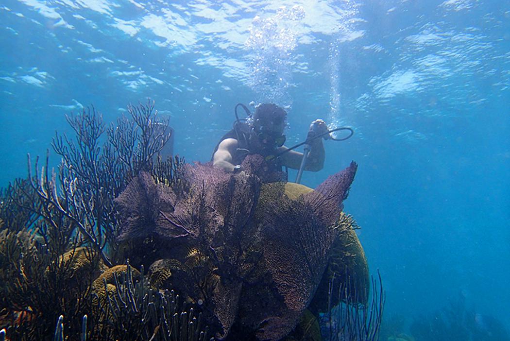 A diver collects a coral sample