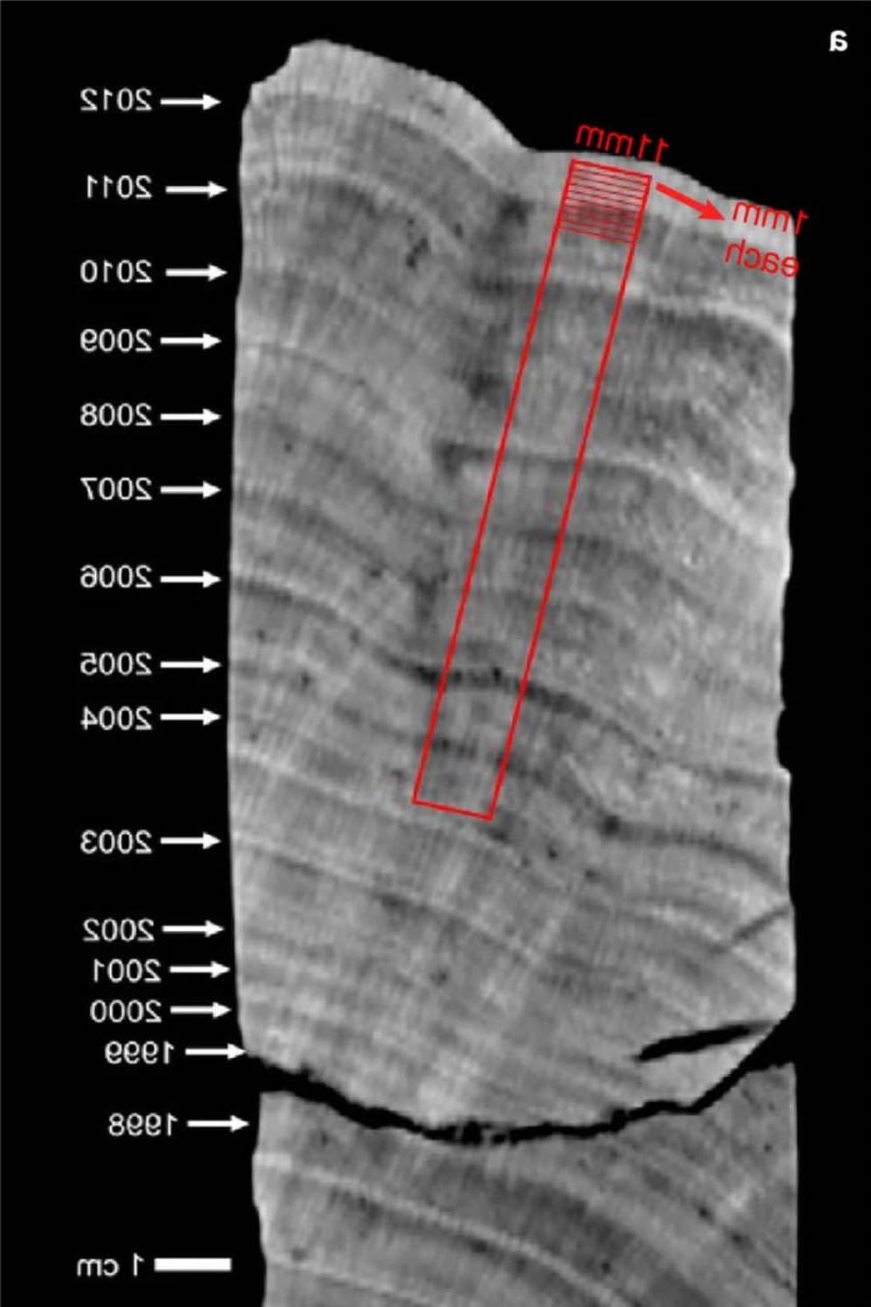 x-ray image of the coral sample used in the study.